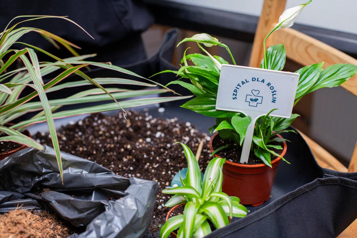 Profesjonalna diagnostyka roślin w Szpitalu dla Roślin: sadzonki w doniczkach z etykietą fundacji czekają na specjalistyczną opiekę.