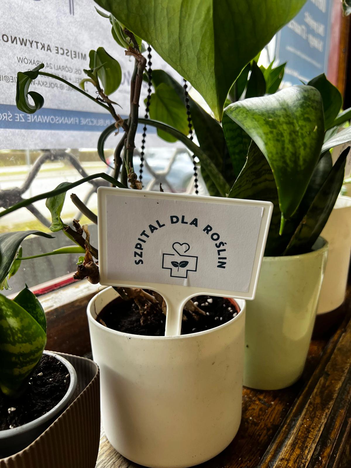 Biała doniczka z rośliną i etykietą "Szydział dla roślin" stoi na drewnianym parapecie okiennym.
