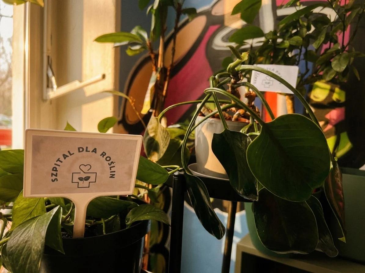 Roślina doniczkowa przy oknie z tabliczką Szpitala dla Roślin czeka na odpowiednią opiekę.
