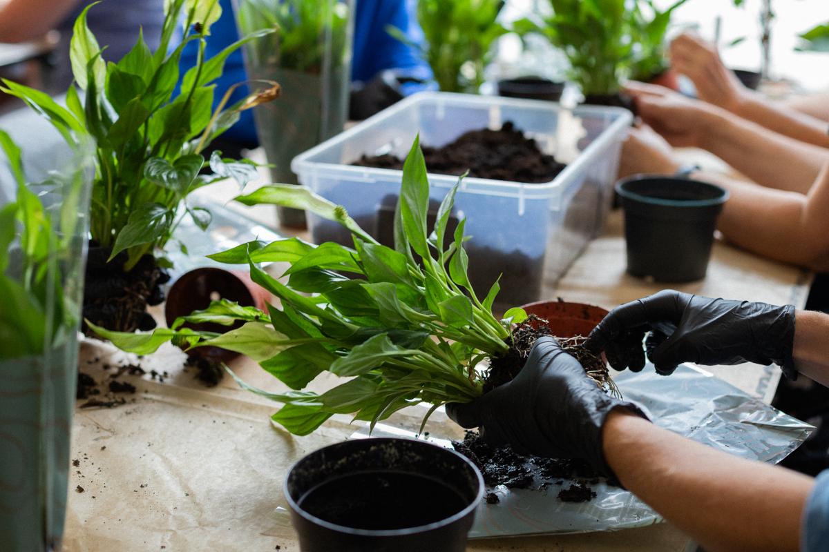 Osoby w czarnych rękawiczkach przesadzają młode zielone rośliny do czarnych doniczek wypełnionych ziemią.