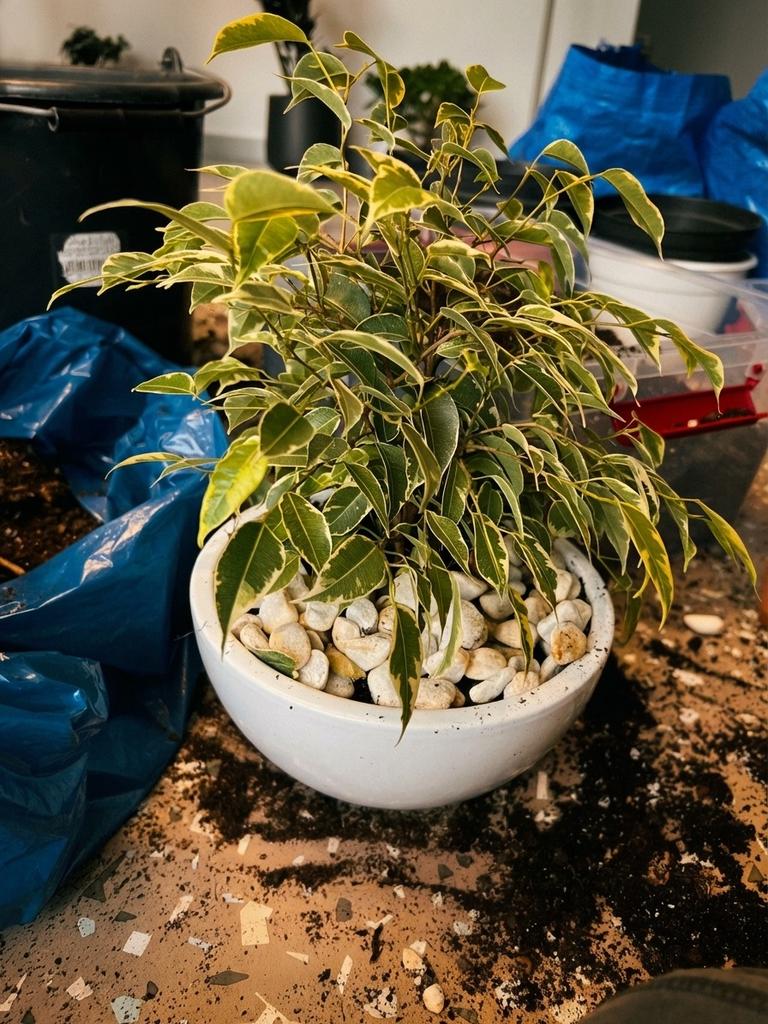 Roślina wymagająca pomocy czeka na wizytę domową naszego Szpitala dla Roślin – zbyt mało światła i wody sprawiło, że liście żółkną i opadają.