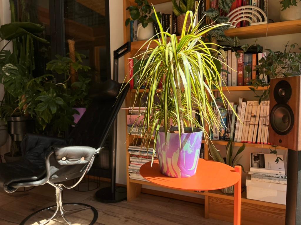 Zdrowa dracena o żywych liściach w kolorowej doniczce na stoliku – przykład pielęgnowanej rośliny z naszego Szpitala dla Roślin.