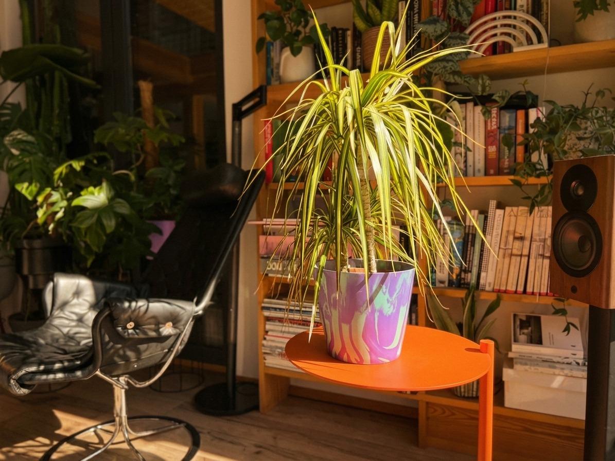 Zdrowa dracena w kolorowej doniczce na pomarańczowym stoliku – przykład pięknej rośliny godnej opieki Szpitala dla Roślin.