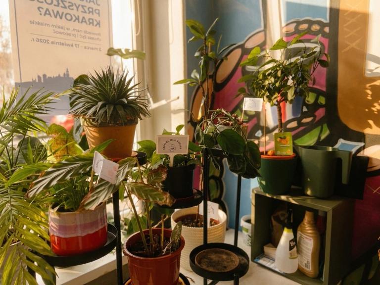 Rośliny czekające na leczenie w Szpitalu dla Roślin Fundacji Czerwony Krakowiak, ozdabiające słoneczny parapet przy oknie.