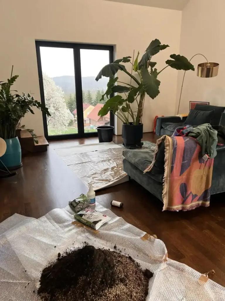 Przygotowanie do przesadzenia alokazji: rozsypana ziemia, nowe doniczki i narzędzia czekają na pracę.