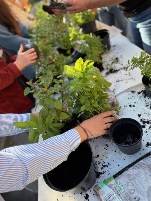 Osoby sadzą zielone rośliny aromatyczne w czarne doniczki na białej powierzchni podczas warsztatów ogrodniczych.