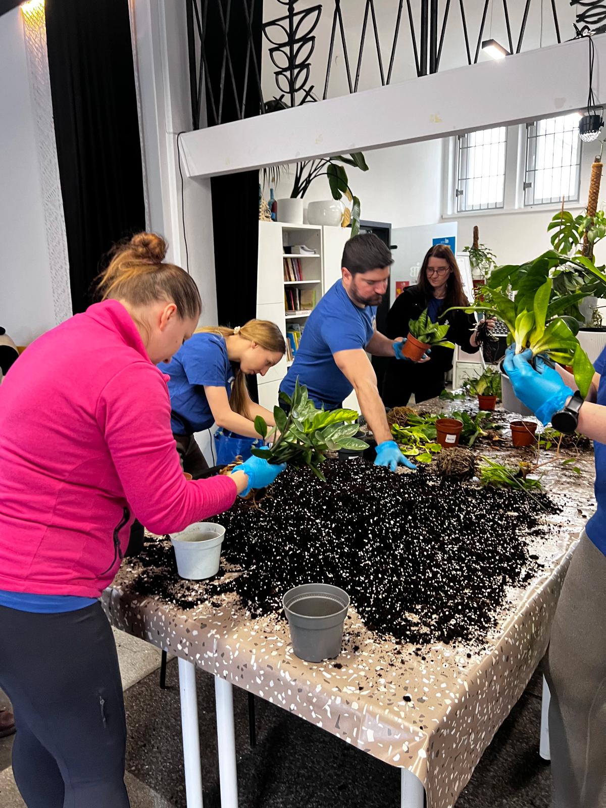 Grupa ludzi w niebieskich i różowych koszulkach przesadza rośliny w ziemię podczas warsztatów ogrodniczych w pomieszczeniu. Przasadza rośliny.