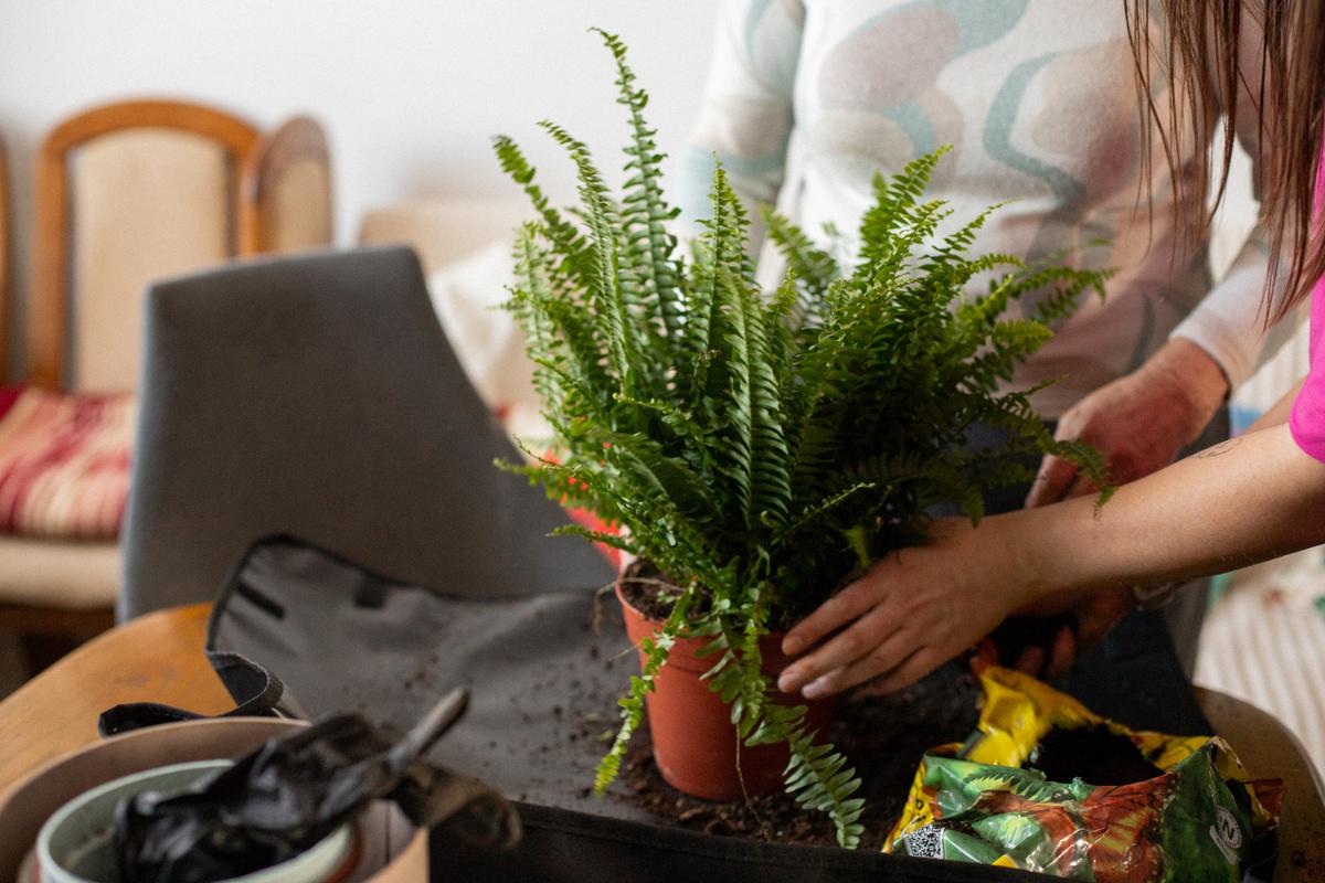 Osoba przesadza roślinę paprociową do glinianych doniczek na biurku obok laptopa.