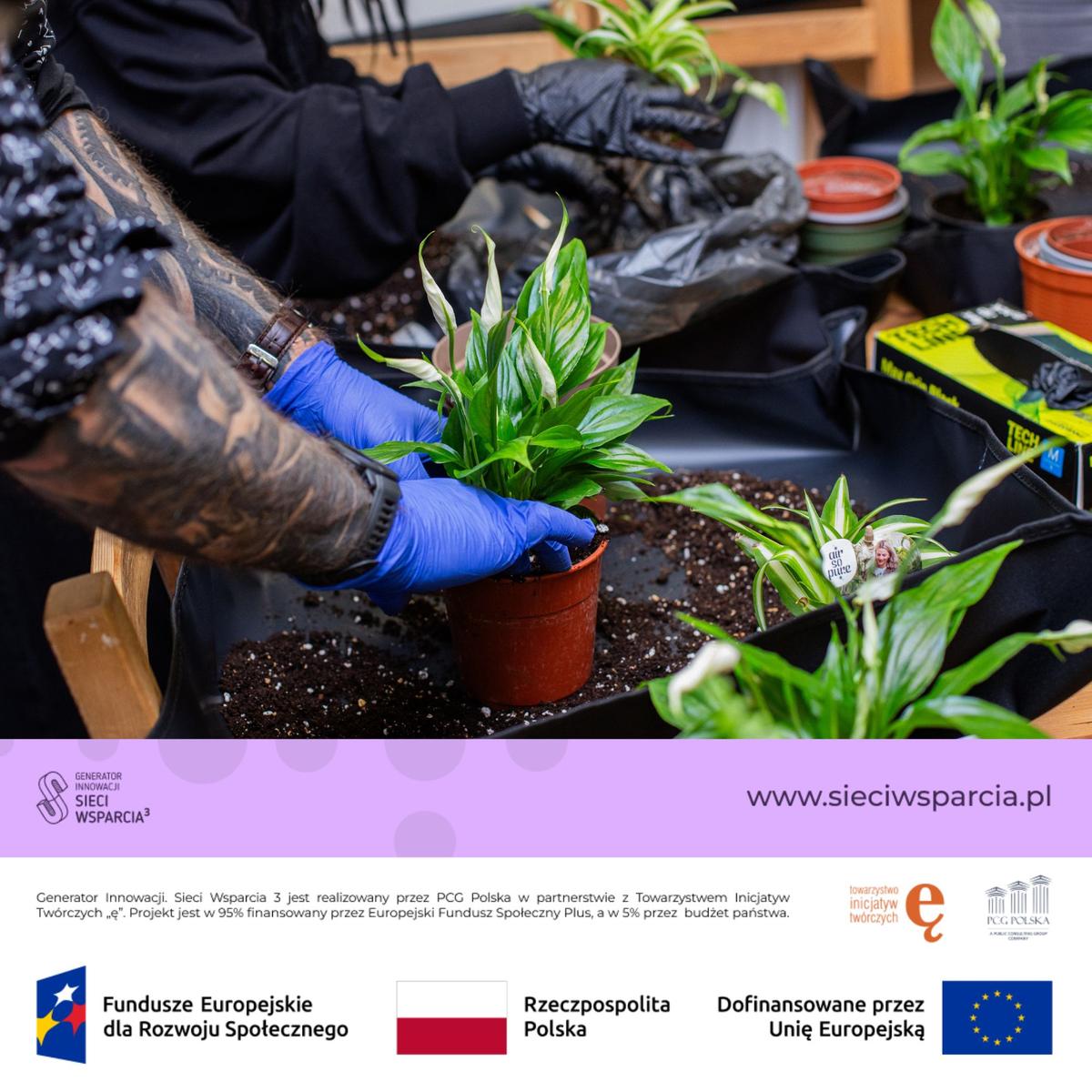 Osoba w niebieskich rękawiczkach sadzí młode rośliny w doniczkach podczas warsztatu ogrodniczego.