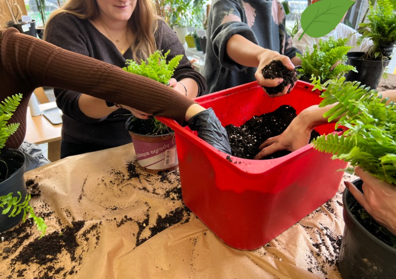 Osoby przesiewają ziemię do czerwonego pojemnika podczas pracy w szklarni z roślinami.