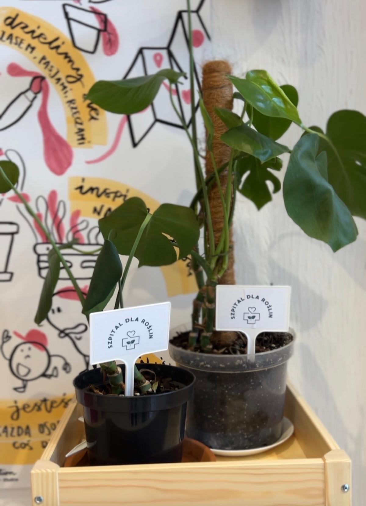 Dwie małe rośliny w czarnych doniczkach z metkami, umieszczone w drewnianym pudełku na tle kolorowej tapety.