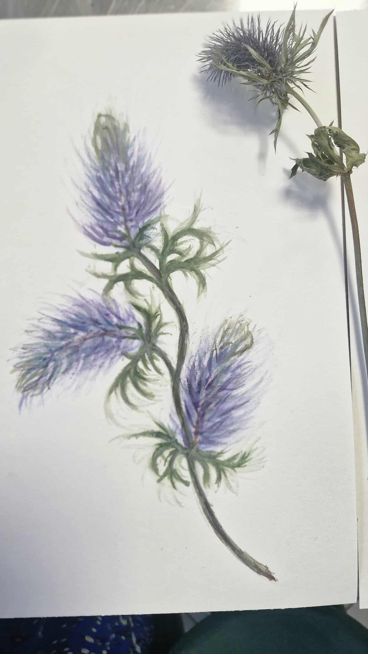 Akwarelowy rysunek ostu z fioletowymi kwiatami i zielonym łodygą na białym papierze.