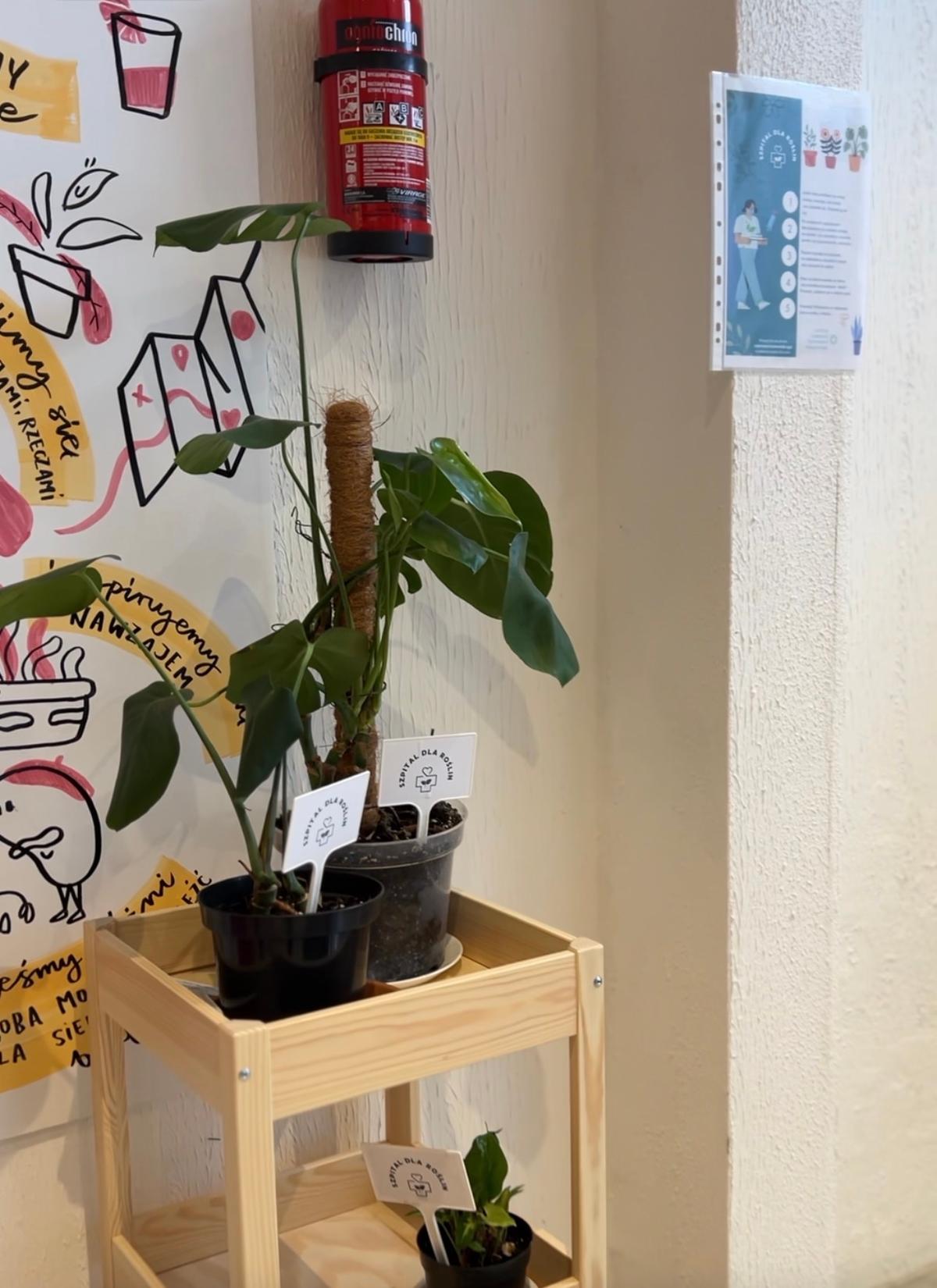 Na półce drewnianej stoją rośliny w doniczkach, a za nimi na ścianie wisi gaśnica i kolorowe plakaty.