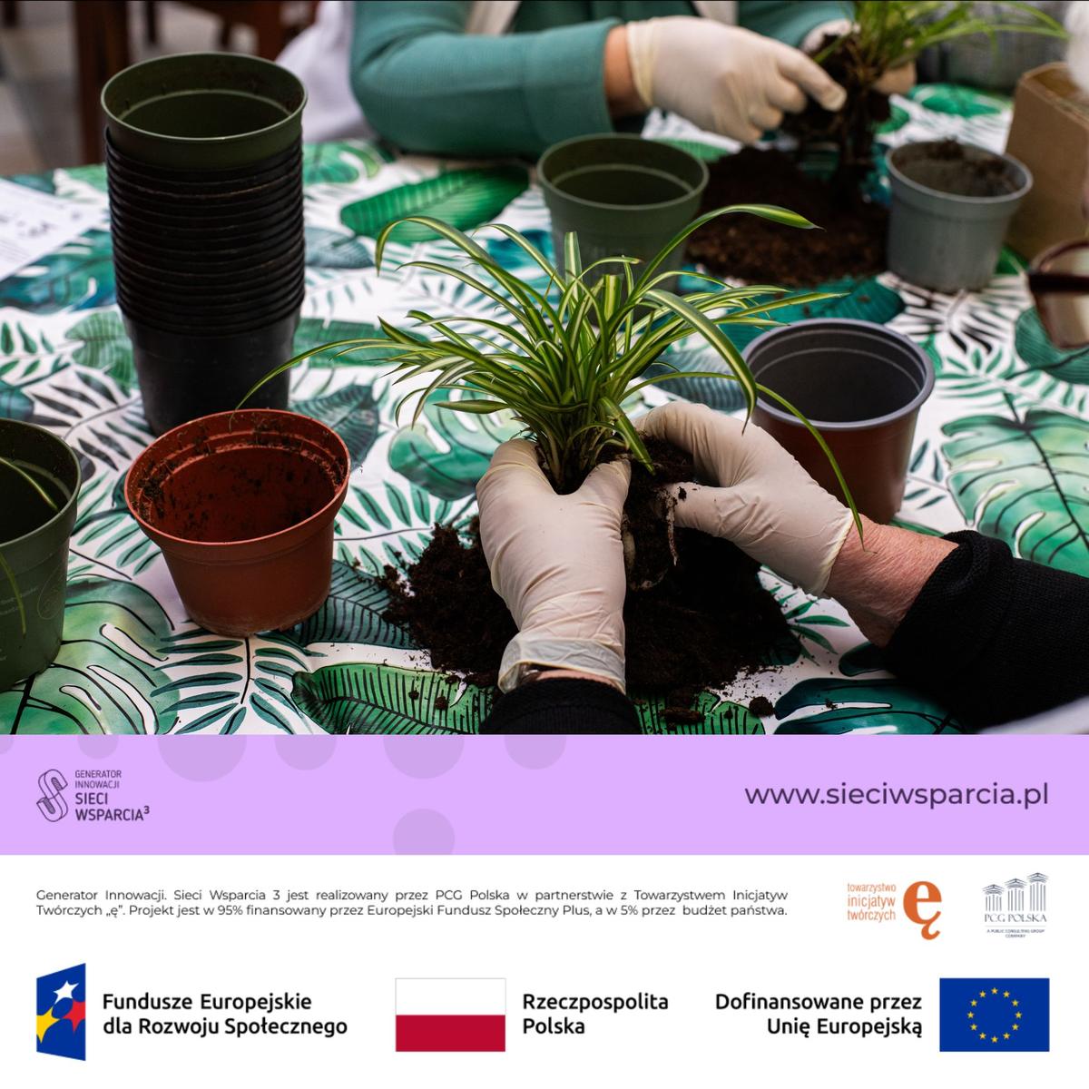 Osoba w białych rękawiczkach przesadza małą roślinę do glinianych doniczek podczas warsztatu ogrodniczego.