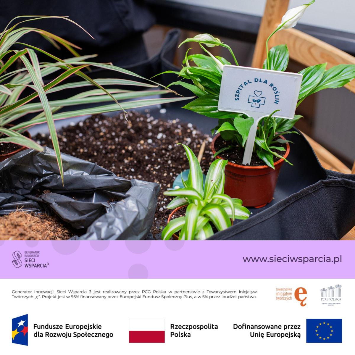 Rośliny doniczkowe z metką "Szpital dla Roślin" stoją na czarnym stole obok pojemnika z ziemią.